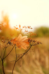 autumn nature background with oak leaf and dry grass. fall seasonal landscape.  - obrazy, fototapety, plakaty