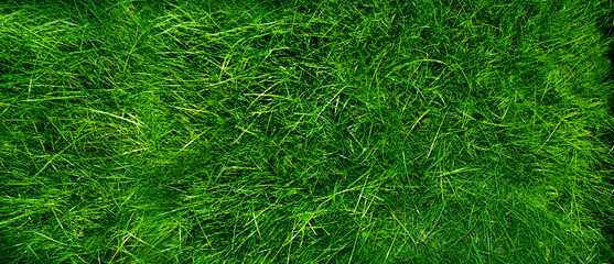 Green grass. Natural background top view of the lawn. Banner format