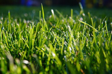 green grass background