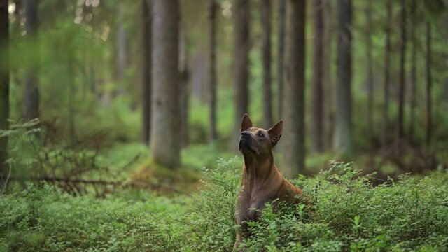  Thai Ridgeback dog lies in the forest and looks around. Pet in nature
