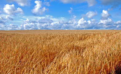 Wheat field