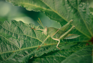 young grasshopper on green leaf of tree in nature