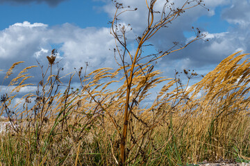 A photo of dry weed with wild grass and a dramatic sky with dark clouds in the background
