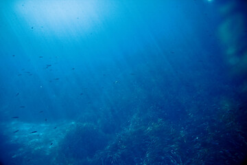 Fototapeta na wymiar In the deep of the sea