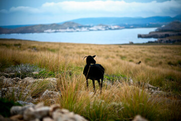 Balearic black goat