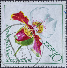 GERMANY, DDR - CIRCA 1968: a postage stamp from Germany, GDR showing the flower of an orchid. Text: Paphiopedilum albertianum