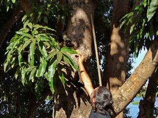 person giving food to tamarin on the tree