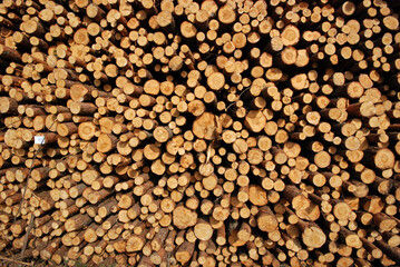 pile of wood