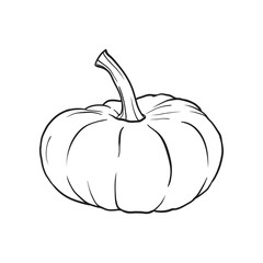 Hand drawn pumpkin. Vector illustration.