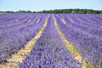 Fototapeta premium purple field of lavender landscape