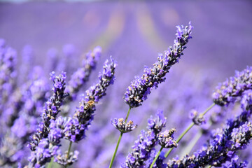purple field of lavender and a flower in the foreground
