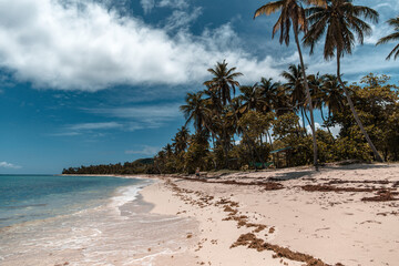 An empty heavenly beach with palm trees, white sand and turquoise blue water in marie galante, Guadeloupe