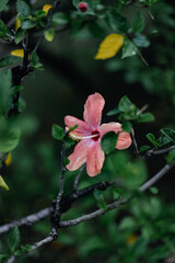 bright pink coral hibiscus flower in guadeloupe