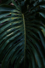 Obraz na płótnie Canvas tropical monstera leaf