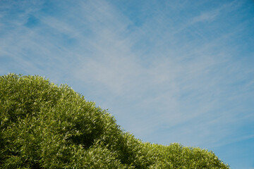 Summer background with a lush crown of willow against the blue sky with light white clouds. Copy space.