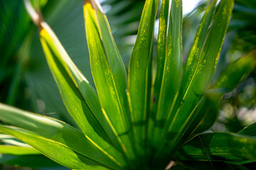 Obraz premium palm leaves in the Mediterranean park, south Croatia