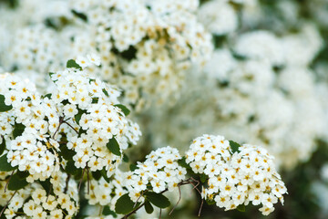 close-up of white spirea flowers .
 It is a genus of plants of the Rosaceae family,
originating from Southeast Asia.. It is grown for ornamental purposes