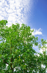 青空と木の葉　ナツメ