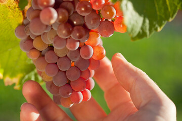 Hand of winemaker controlling the grapes in a vineyard