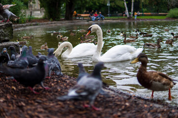 Two beautiful white swans swim in the lake along with ducks and pigeons. Green trees and people chilling are in the park's background.