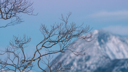 Fototapeta na wymiar Deciduous Tree In Winter