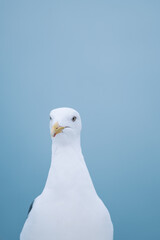 White Bird In Japan 