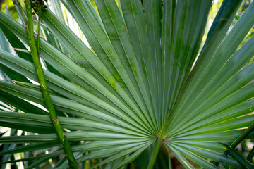 palm leaves in the Mediterranean park, south Croatia