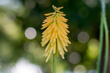 Kniphofia