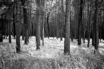 Abstract black and white forest background. © ehrlif