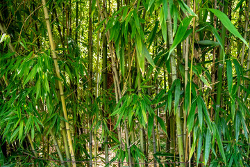 stalks of bamboo in the park, southern Croatia