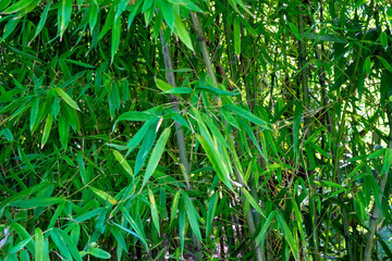 stalks of bamboo in the park, southern Croatia