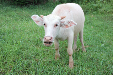 Obraz premium Albino buffalo is a rare animal. Buffalo is an animal that has been with Thai farmers since a long time