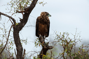 Bateleur des savanes, Aigle bateleur,  Terathopius ecaudatus, Bateleur