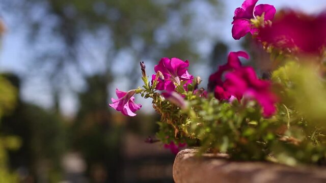 beautiful pink petunia in the pot blossom in summer garden