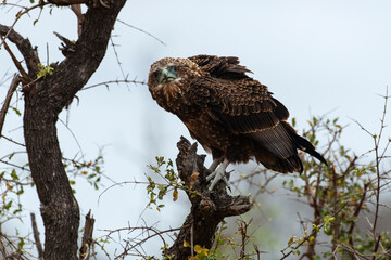 Bateleur des savanes, Aigle bateleur,  Terathopius ecaudatus, Bateleur