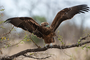 Bateleur des savanes, Aigle bateleur,  Terathopius ecaudatus, Bateleur
