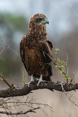 Bateleur des savanes, Aigle bateleur,  Terathopius ecaudatus, Bateleur