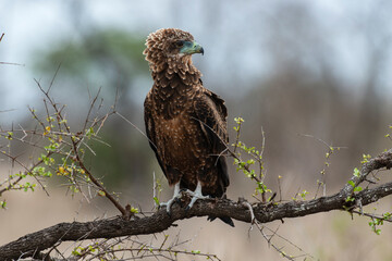 Bateleur des savanes, Aigle bateleur,  Terathopius ecaudatus, Bateleur