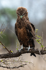 Bateleur des savanes, Aigle bateleur,  Terathopius ecaudatus, Bateleur