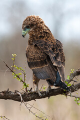 Bateleur des savanes, Aigle bateleur,  Terathopius ecaudatus, Bateleur