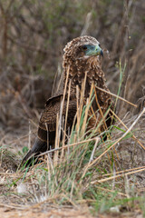 Bateleur des savanes, Aigle bateleur,  Terathopius ecaudatus, Bateleur