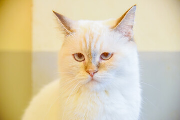 Portrait of Pure White cat white red eye looking at camera on the floor. animals concept