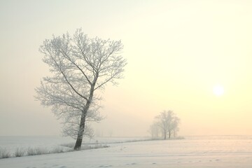 Winter tree in a field on a sunny morning