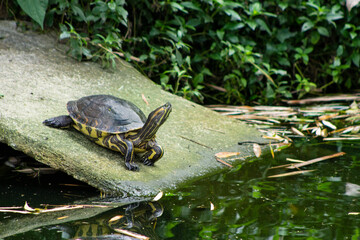 Fototapeta premium Turtle