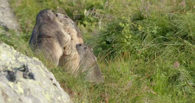 Alpine marmot attempting to stop conflict