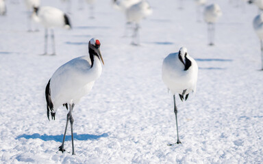 Fototapeta premium Żuraw mandżurski zimowy krajobraz