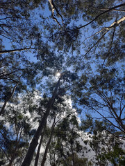 trees, sun, day, 
heaven