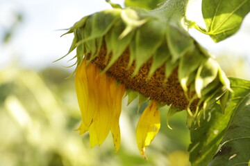 頭を垂れるひまわり
