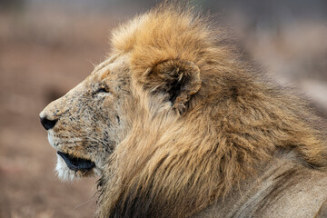 Lion, Panthera leo, Parc national du Kruger, Afrique du Sud