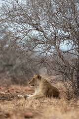 Lion, Panthera leo, Parc national du Kruger, Afrique du Sud